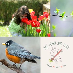 Spring collage: girl smelling tulips, new leaves and a robin